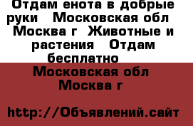 Отдам енота в добрые руки - Московская обл., Москва г. Животные и растения » Отдам бесплатно   . Московская обл.,Москва г.